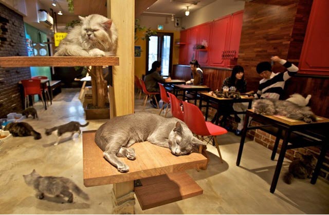 万博万博manbext客户端中国猫咖啡馆
