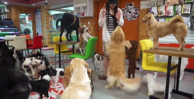 中国的狗咖啡馆